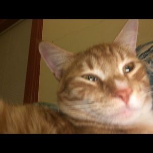 Meet your Posher, Sierra